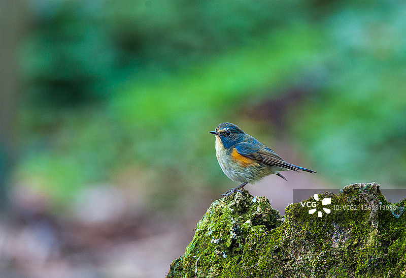 红肋蓝尾鸲图片素材