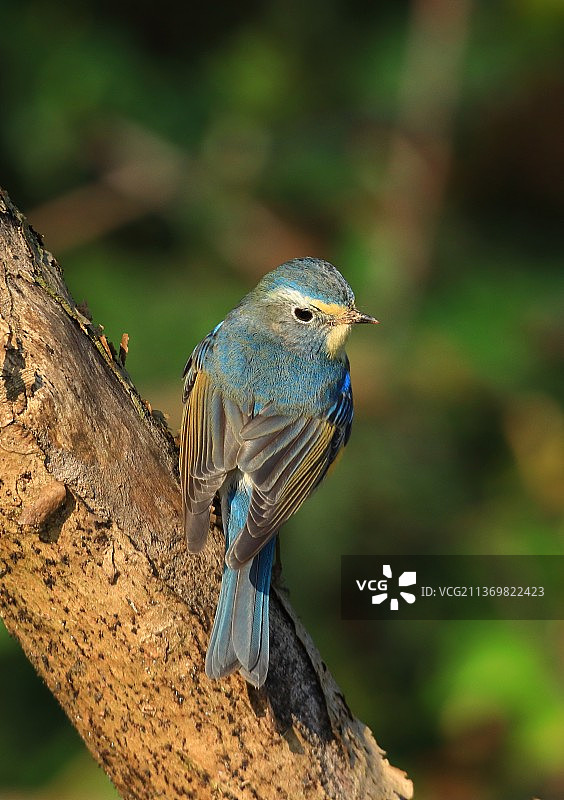 红肋蓝尾鸲图片素材