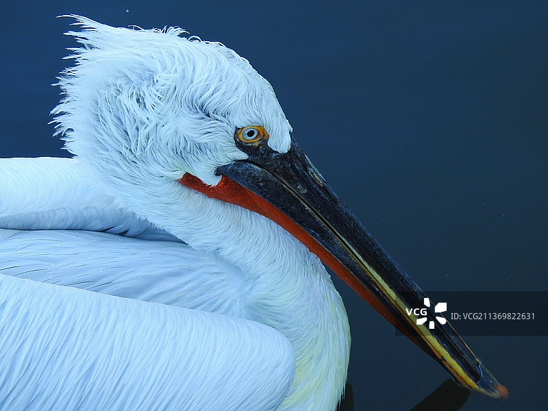 卷羽鹈鹕图片素材