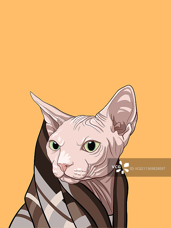 黄色背景下的无毛猫肖像图片素材
