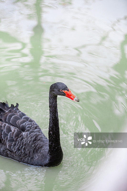 黑天鹅丑小鸭湖面嬉戏图片素材