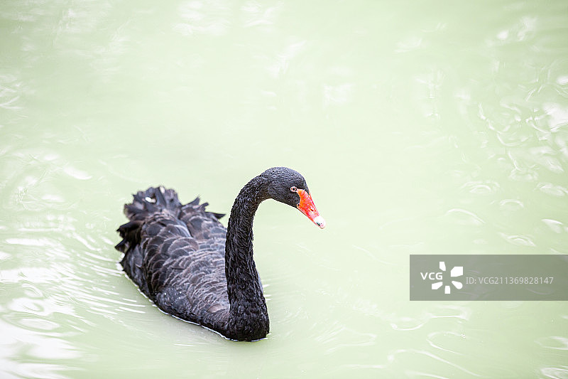 黑天鹅丑小鸭湖面嬉戏图片素材