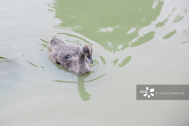 黑天鹅丑小鸭湖面嬉戏图片素材
