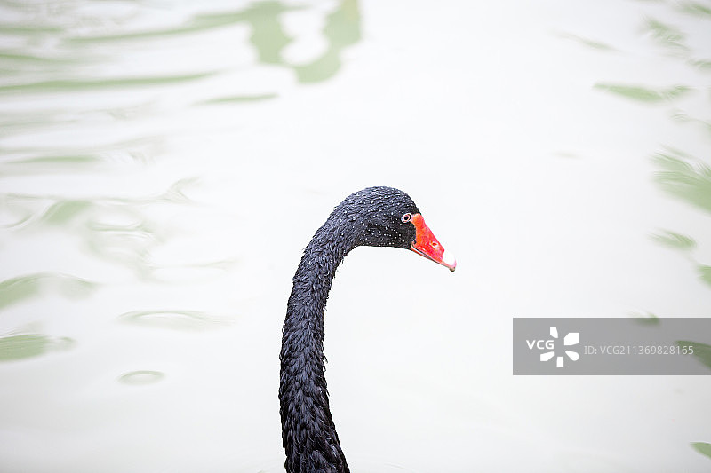 黑天鹅丑小鸭湖面嬉戏图片素材
