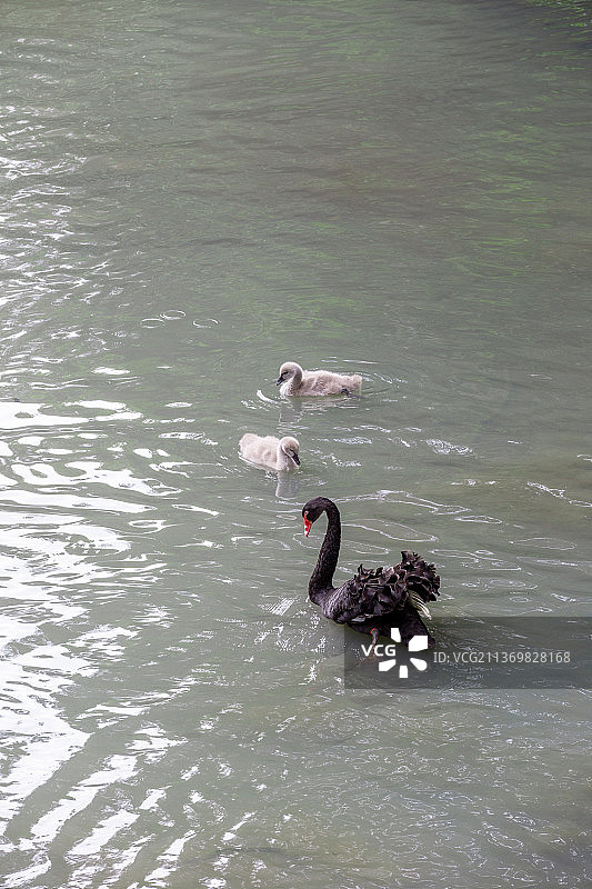 黑天鹅丑小鸭湖面嬉戏图片素材