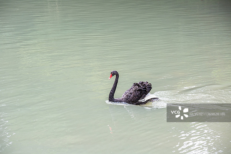 黑天鹅丑小鸭湖面嬉戏图片素材