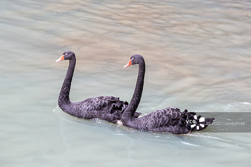 黑天鹅丑小鸭湖面嬉戏图片素材