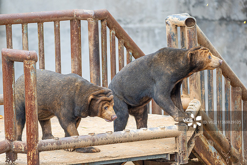 野生动物马来雄肖像特写图片素材