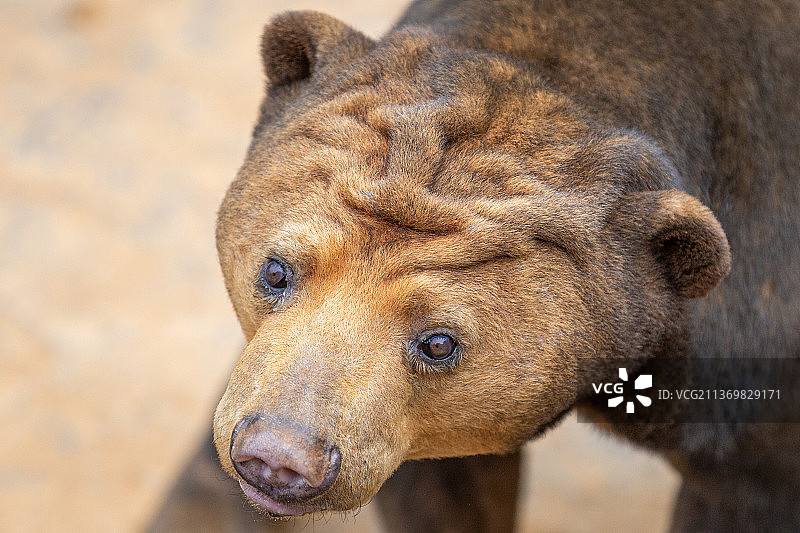 野生动物马来雄肖像特写图片素材