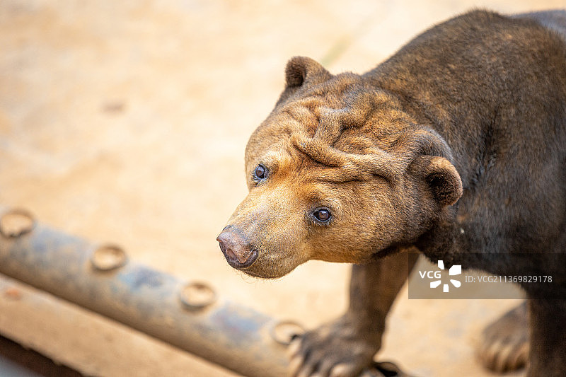 野生动物马来雄肖像特写图片素材