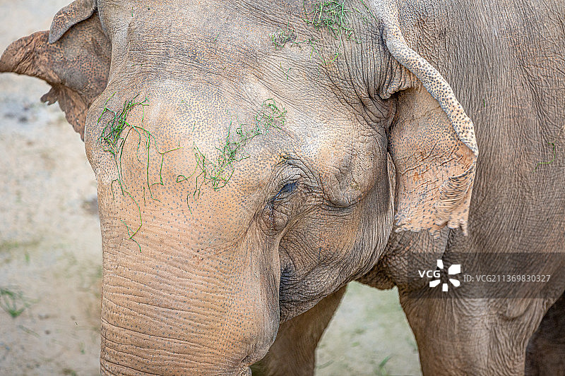 大象局部图片素材