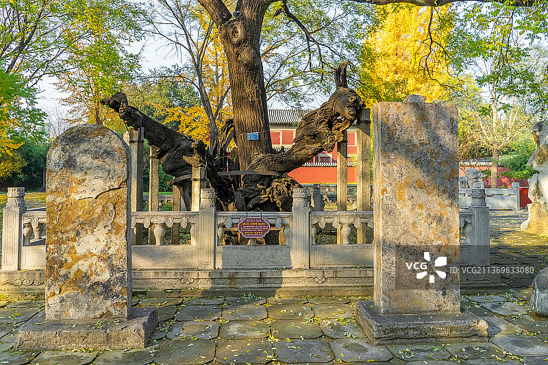 中国山东省泰安市，泰山风景区著名旅游景点，知名景区岱庙行宫，野外植物主题，唐槐院里的古树名木唐槐抱子图片素材