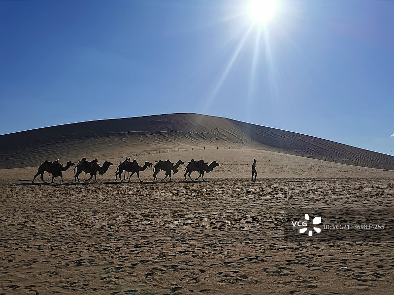 沙漠骆驼图片素材