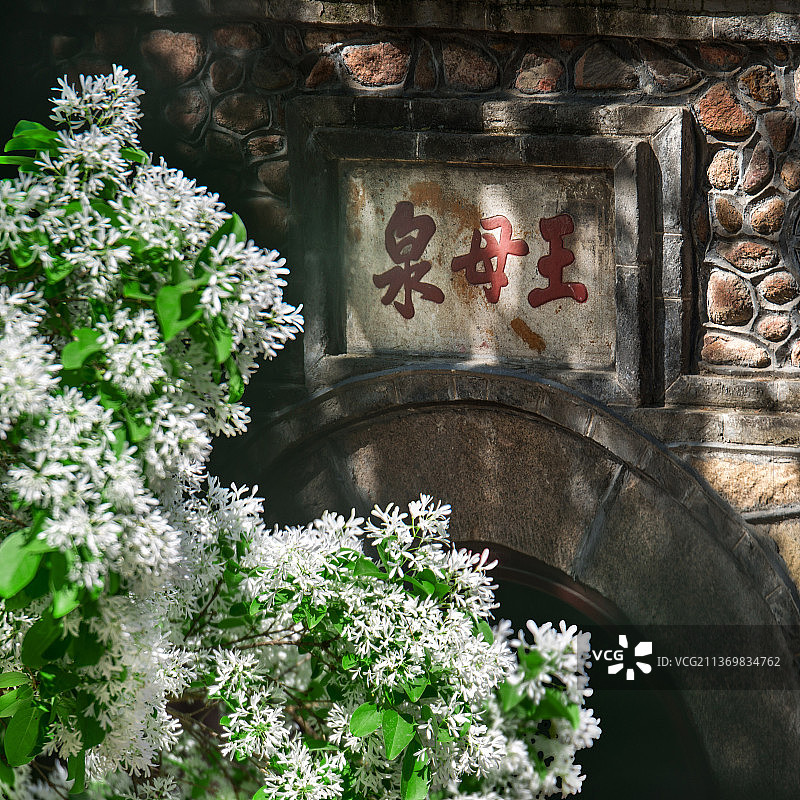 流苏花开图片素材