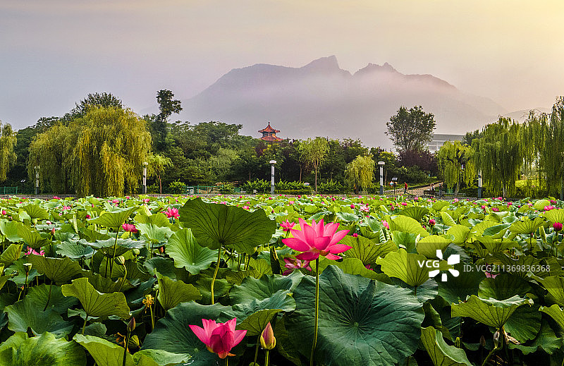 泰安龙泽湖荷花图片素材