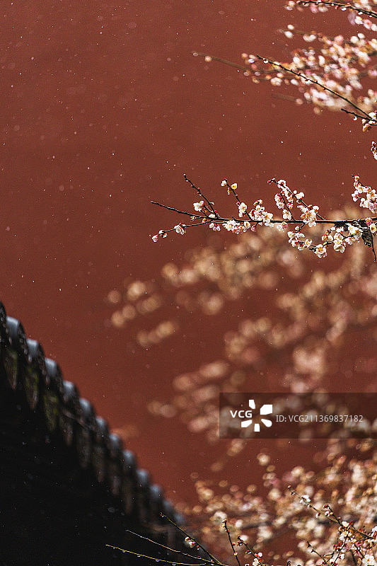 杭州西湖钱王祠的红墙和梅花图片素材