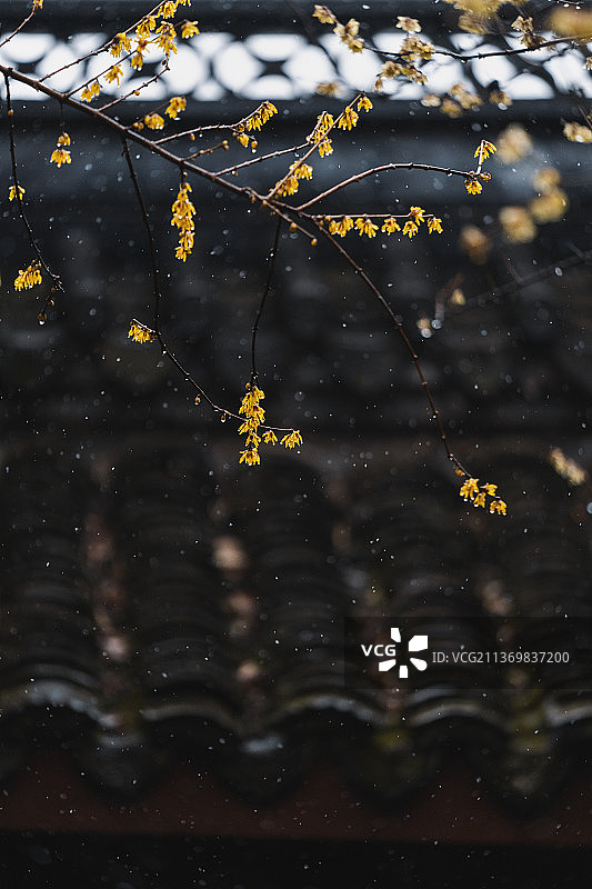 杭州西湖钱王祠的屋檐和梅花图片素材