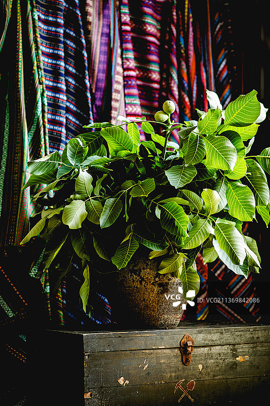 新鲜核桃图片素材