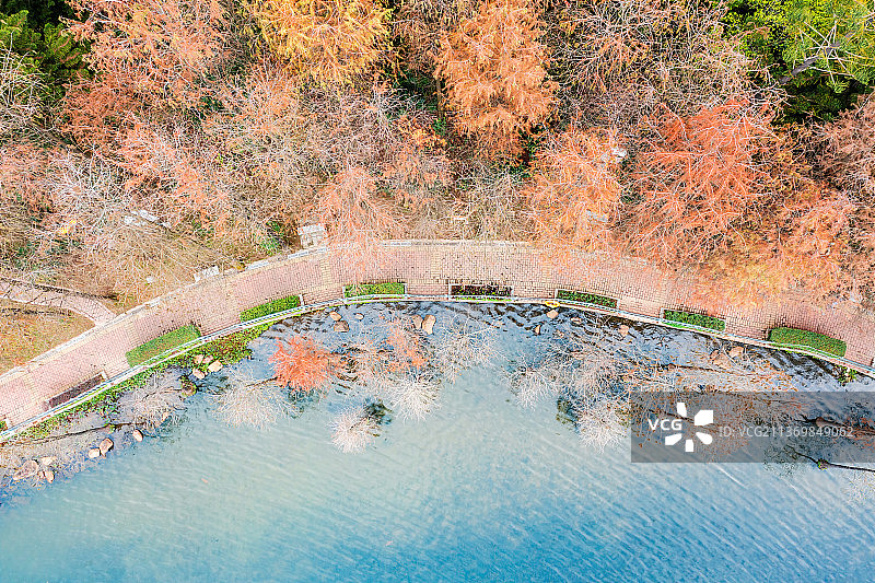 广东省深圳市龙岗区龙潭公园秋天水杉林航拍图片素材