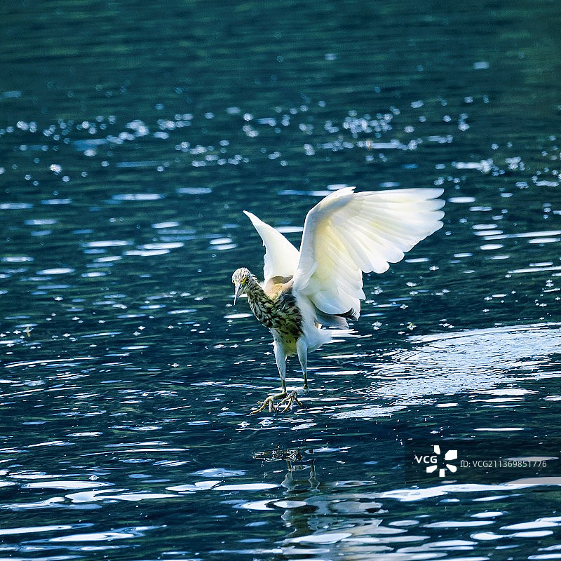 飞过水面的池鹭图片素材