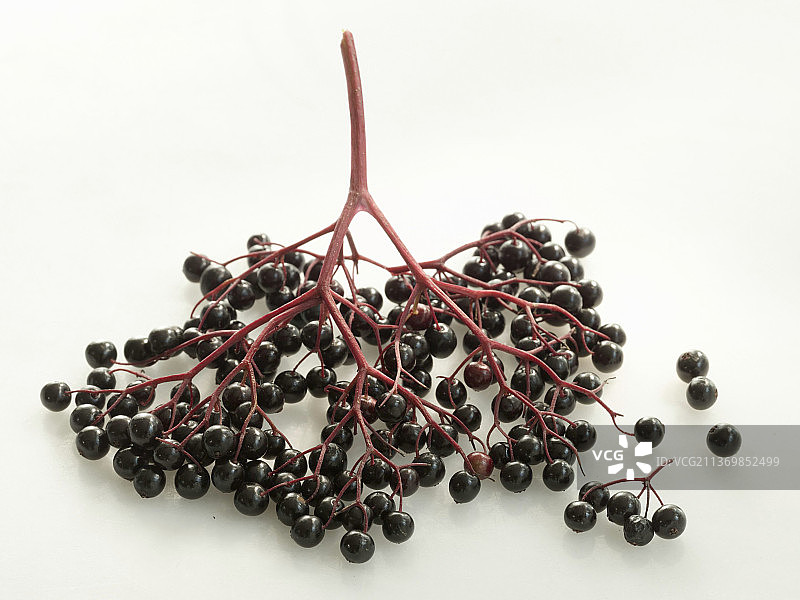 接骨木果图片素材