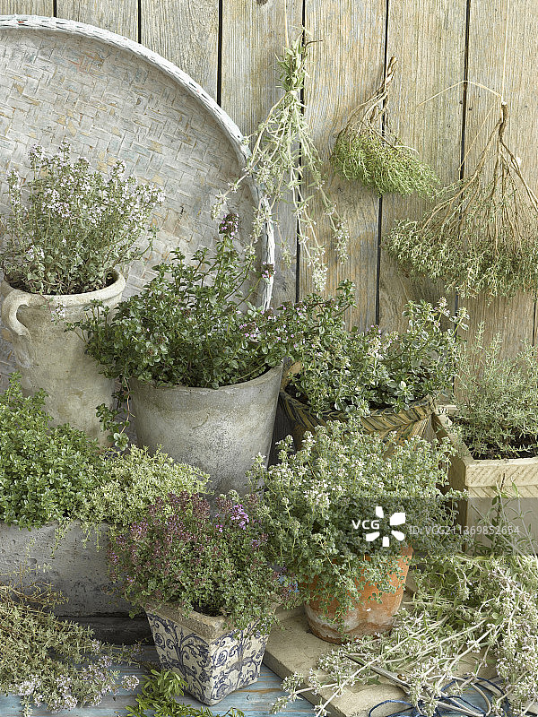 不同种类的百里香图片素材