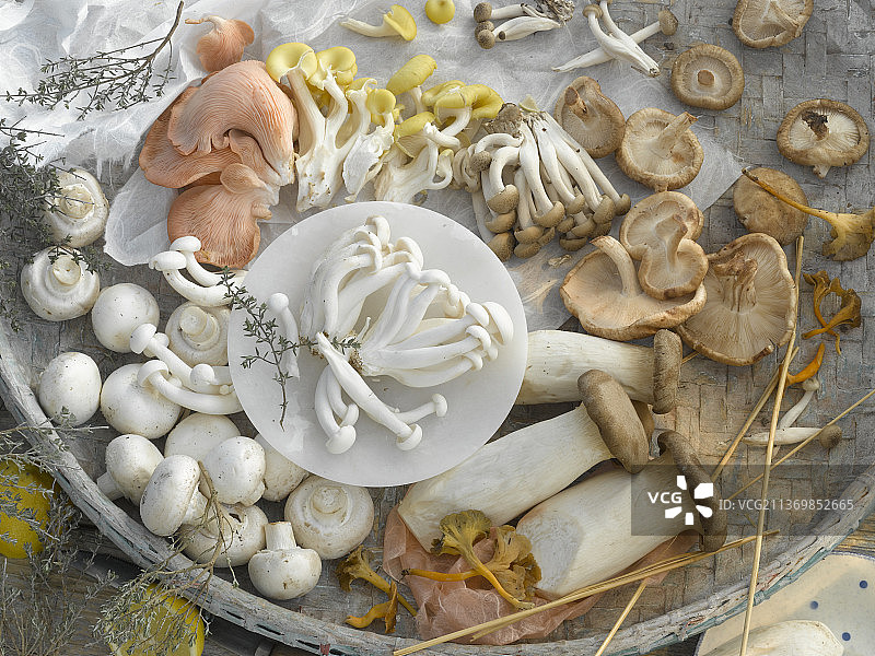 各式栽培蘑菇图片素材
