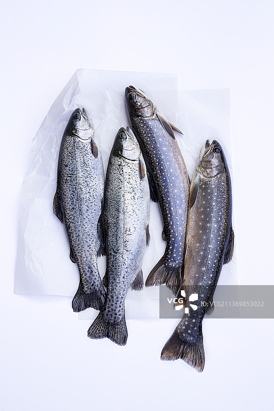 新鲜捕获的鳟鱼图片素材