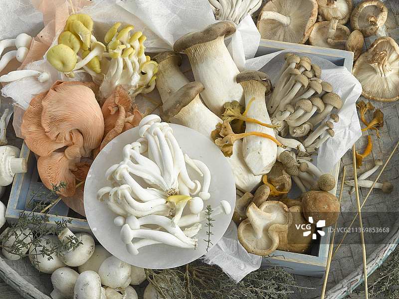 各式栽培蘑菇图片素材