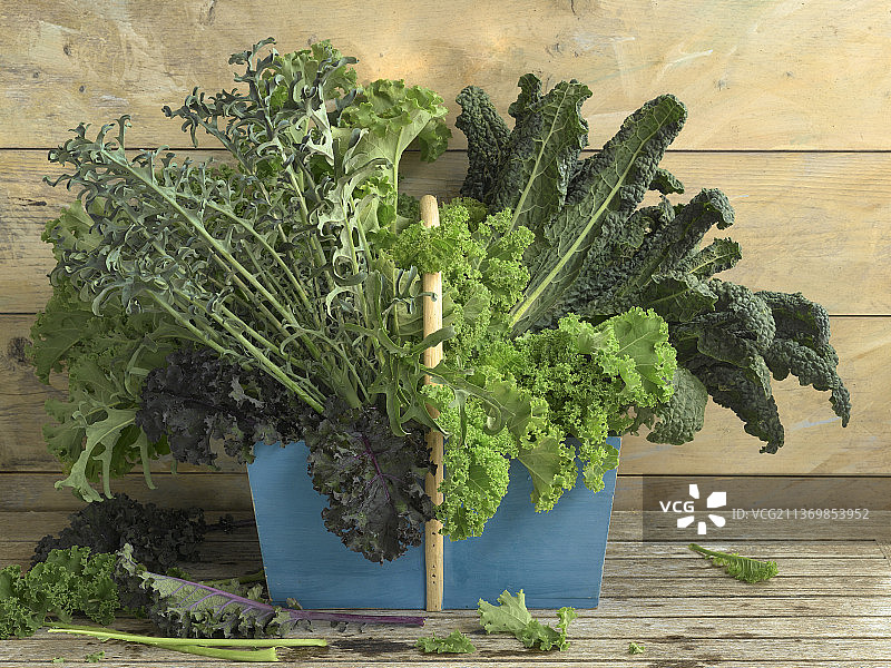 四种不同的羽衣甘蓝图片素材