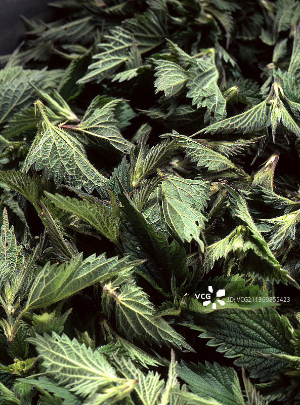 荨麻叶图片素材