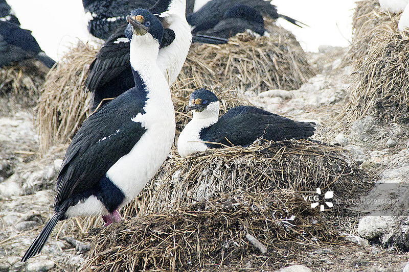 筑巢的皇鸬鹚图片素材
