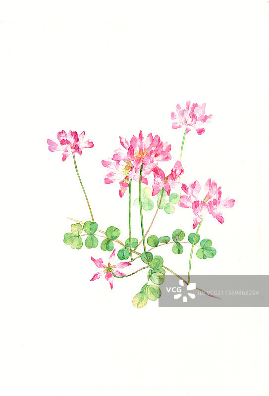 水彩手绘花卉图片素材