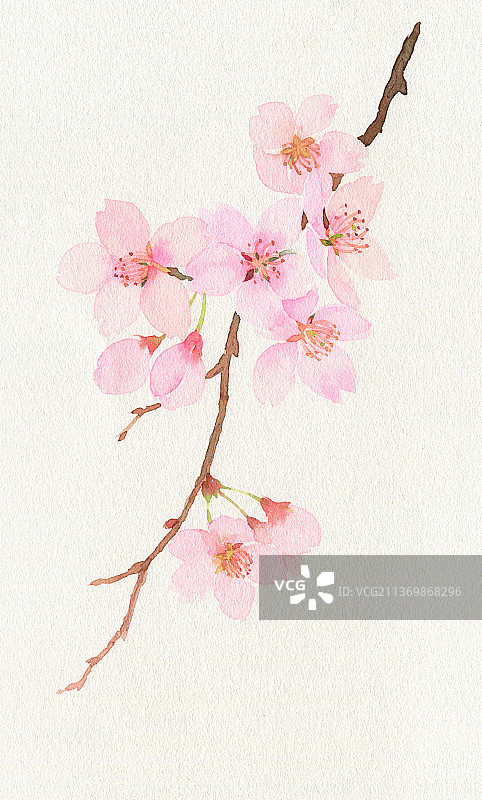 水彩手绘樱花图片素材