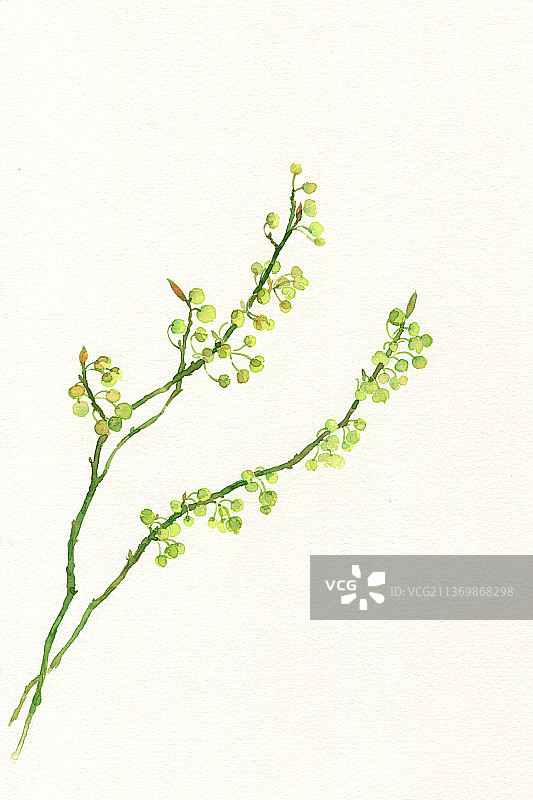 水彩手绘花卉图片素材