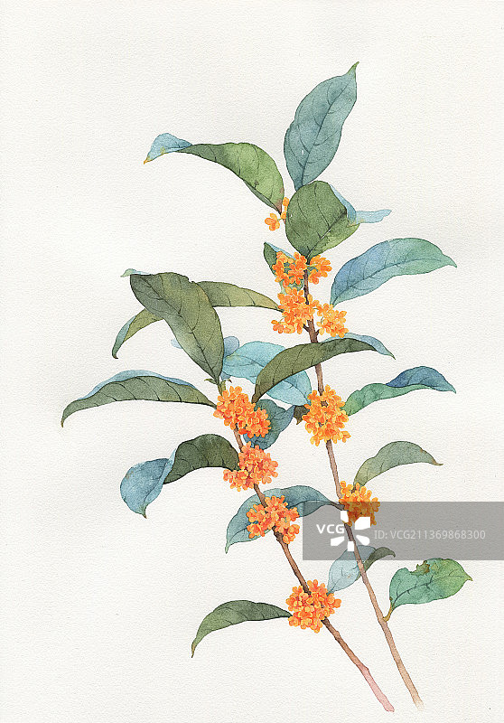 水彩手绘花卉图片素材