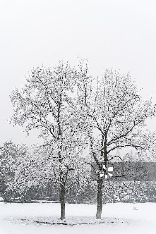 雪中的冰树图片素材