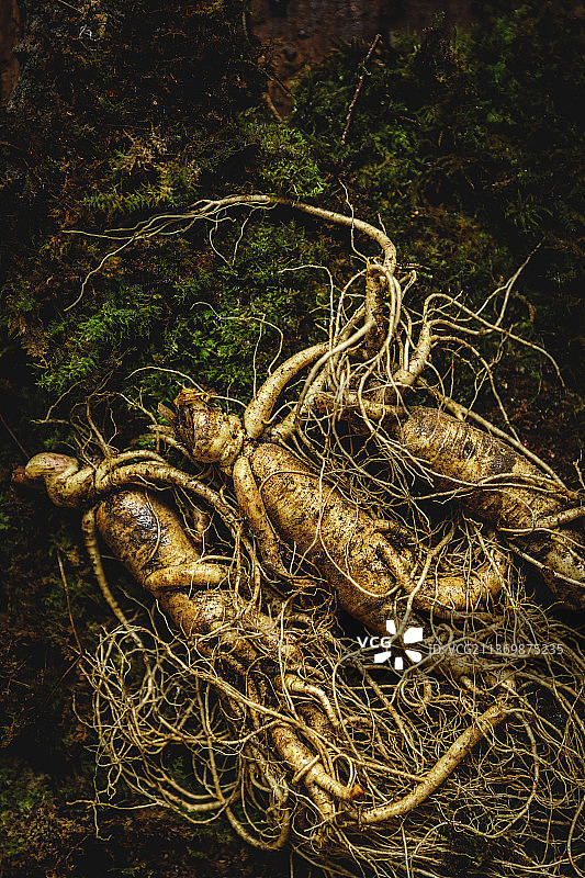 滋补人参图片素材