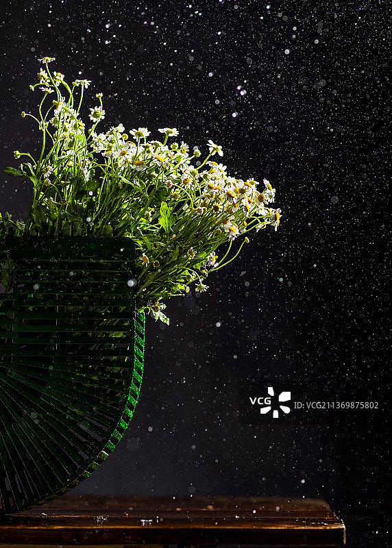 挂篮里的白金菊图片素材