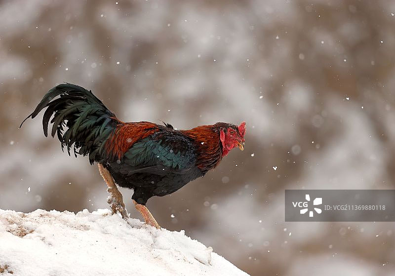 鲁西斗鸡图片素材