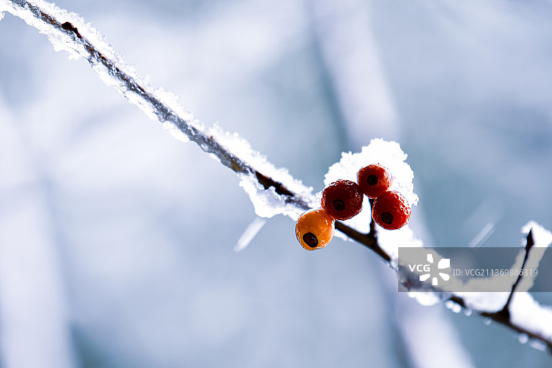 红果雪中娇！图片素材