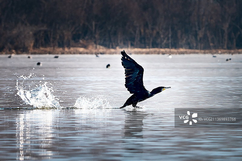 鱼鹰起飞图片素材