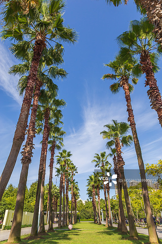 江苏苏州市方洲公园里蓝天白云下的棕榈树图片素材