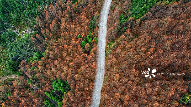 初秋的彩林山地图片素材