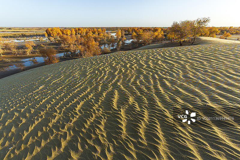 沙漠深处胡杨情——新疆    巴音郭楞盟     尉犁县   罗布湖图片素材