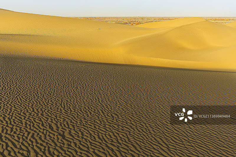 沙漠深处胡杨情——新疆    巴音郭楞盟     尉犁县   罗布湖图片素材