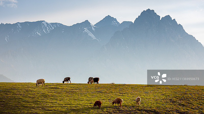 天山牧场图片素材