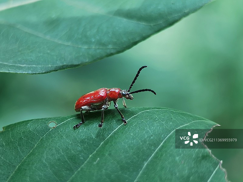 赤翅长颈金花虫图片素材