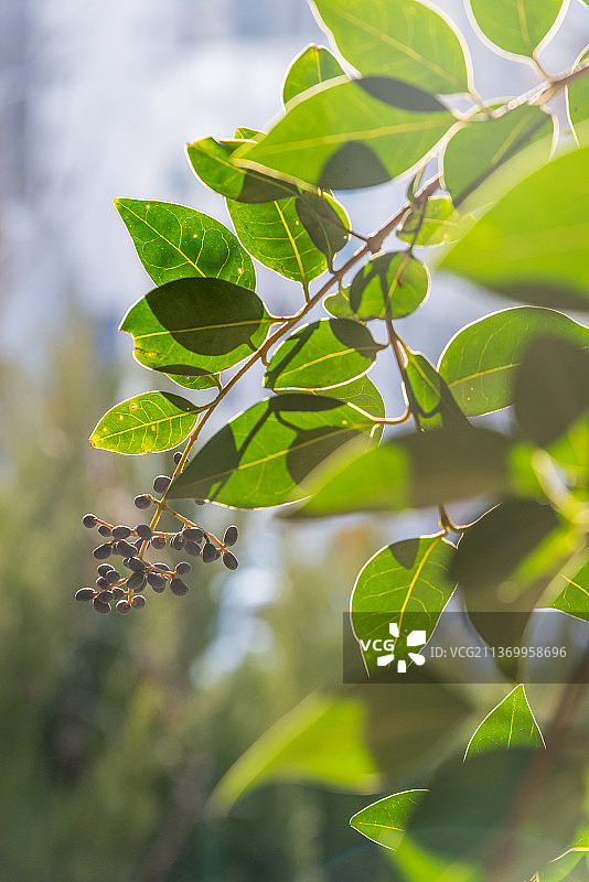 冬季绿叶图片素材