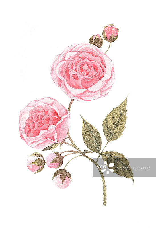 粉色玫瑰花手绘图片素材